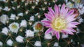 Close-up pink cactus flower bloom on cactus succulent spiny plant stem