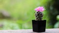 Close up pink cactus flower blooming with blur background Royalty Free Stock Photo