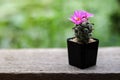 Close up pink cactus flower blooming with blur background Royalty Free Stock Photo