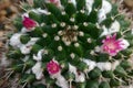 Close up of pink cactus flower