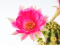 Pink cactus flower. Echinopsis chamaecereus