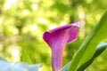 Close up of a pink Calla Lilly flower Royalty Free Stock Photo