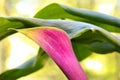Close up of a pink Calla Lilly flower Royalty Free Stock Photo
