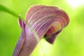 Close up of a pink Calla Lilly flower Royalty Free Stock Photo