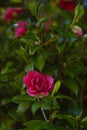 Close up of a pink Camelia flower blossom on a tree Royalty Free Stock Photo