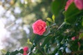 Close up of a pink Camelia flower blossom on a tree in the sunshine Royalty Free Stock Photo