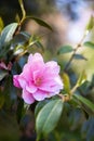 Close up of a pink Camelia flower blossom on a tree in the sunshine Royalty Free Stock Photo