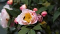 Close-up of pink camellia blooming in spring, a bee collects nectar on the flower stamens Royalty Free Stock Photo