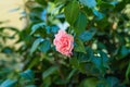 Camellia bush in bloom Japonica Camellia close up Royalty Free Stock Photo