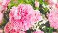 Close up of pink carnations.