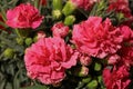 Close-up of pink carnations