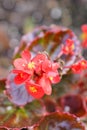 Close-up Pink chaenomeles japonica flower Royalty Free Stock Photo