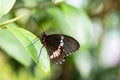 Close-Up of Pink-Checked Cattleheart Butterfly Sitting on a Leaf Royalty Free Stock Photo