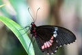 Close-Up of Pink-Checked Cattleheart Butterfly Sitting on a Leaf Royalty Free Stock Photo