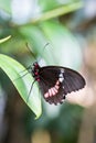 Close-Up of Pink-Checked Cattleheart Butterfly Sitting on a Leaf Royalty Free Stock Photo