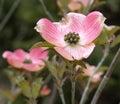 Pink Cherokee Brave Dogwood Blossom, Close up Royalty Free Stock Photo