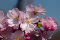 Close up of pink cherry blossoms in bloom with yellow pollen, on a cherry tree, against a blue sky Royalty Free Stock Photo