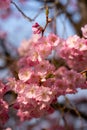 Close up of pink cherry blossoms in bloom with yellow pollen, on a cherry tree, against a blue sky Royalty Free Stock Photo