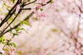 Sakura woods closeup background