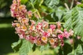 Close up of pink cherry tree flowers