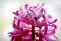 Close-up of pink chiacinth flower petals Royalty Free Stock Photo