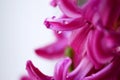 Close-up of pink chiacinth flower petals Royalty Free Stock Photo