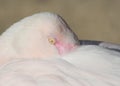 Close up of a Pink Chilean Flamingo