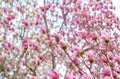CLose up Pink chinese Magnolia soulangeana flower tree in spring seasonal