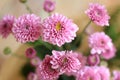 Close up of pink chrysanthemum blossom on spring season. Bouquet of beautiful soft pink flowers for greeting cards background,