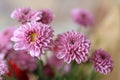 Close up of pink chrysanthemum blossom on spring season. Bouquet of beautiful soft pink flowers for greeting cards background,