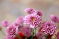 Close up of pink chrysanthemum blossom on spring season. Bouquet of beautiful soft pink flowers for greeting cards background,