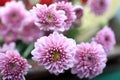 Close up of pink chrysanthemum blossom on spring season. Bouquet of beautiful soft pink flowers for greeting cards background,