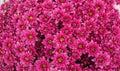 Close up of pink Chrysanthemum daisy flower, Beautiful huge bouquet of Chrysanthemum floral botanical flowers. Royalty Free Stock Photo