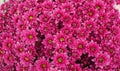 Close up of pink Chrysanthemum daisy flower, Beautiful huge bouquet of Chrysanthemum floral botanical flowers and  Colorful Royalty Free Stock Photo