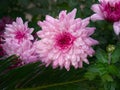 Close up Pink chrysanthemum, floral foliage bouquet, vibrant bright in dark green background, nature wallpaper or backdrop Royalty Free Stock Photo