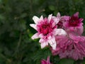 Close up Pink chrysanthemum, floral foliage bouquet, vibrant bright in dark green background, nature wallpaper or backdrop Royalty Free Stock Photo