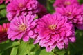 pink chrysanthemum flower in the garden Royalty Free Stock Photo