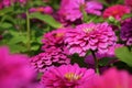 pink chrysanthemum flower in the garden Royalty Free Stock Photo