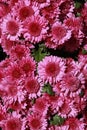 Close-up of pink Chrysanthemum flowers Royalty Free Stock Photo