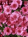 Close-up of pink Chrysanthemum flowers Royalty Free Stock Photo