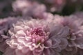 Close up of pink chrysanthemums flowers blooming in the garden Royalty Free Stock Photo