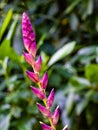 Close up Pink claw flower, Heliconia pink as seen in Bok Tower Gardens Royalty Free Stock Photo