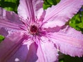 Close-up of pink Clematis flower, green garden in the background Royalty Free Stock Photo