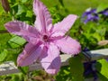 Close-up of pink Clematis flower, green garden in the background Royalty Free Stock Photo
