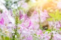 Close up pink cleome