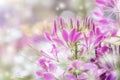 Close up Pink Cleome hassleriana flower background