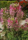 Close-up of pink cleome spinosa flower