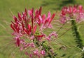 Close-up of pink cleome spinosa flower