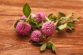 Close-up of pink clover flowers on wooden table. Medicinal plant clover. St. Patrick`s day background Royalty Free Stock Photo