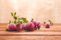 Close-up of pink clover flowers on wooden table. Medicinal plant clover. St. Patrick`s day background Royalty Free Stock Photo